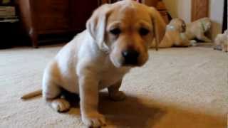 Yellow Labrador Retriever Puppies playing 6 weeks CUTE explosion BucABuc Farm [upl. by Nafets]