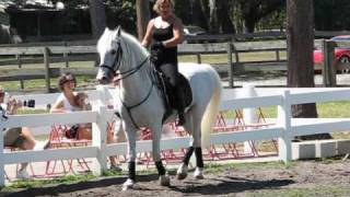 Lipizzan Training Session May 9 2009 [upl. by Dnalyaw459]