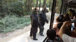 Watch These Bears Walk on Hind Legs Entertaining Surprised Tourists [upl. by Eardna532]