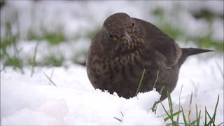 Reconnaître les oiseaux de nos jardins [upl. by Hinch]