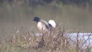 Swimming and flying common merganser  Grote Zaagbek [upl. by Remliw]