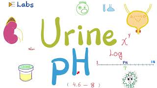 Urine pH  Urinalysis  Labs [upl. by Aloysia666]