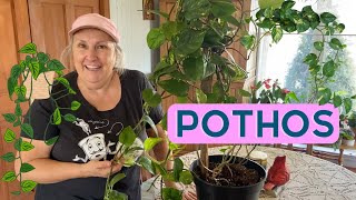 Comment prendre soin dun pothos  capsule horticole [upl. by Ailito]