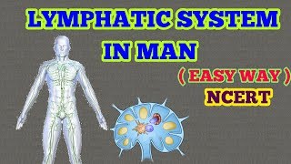 LYMPHATIC SYSTEM EASY WAY  NCERT [upl. by Worthington]