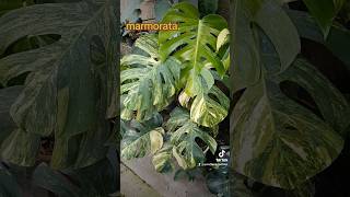 Monstera marmorata ✅ 087736881700✅shortvideo plants tanamanhias viralvideo garden [upl. by Camp964]