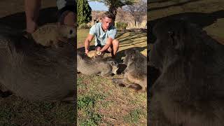 My animal family baboon warthog meerkat puppy farmlife [upl. by Yessej]