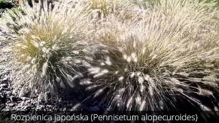 Rozplenica japońska Pennisetum alopecuroides [upl. by Nnadroj774]