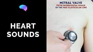 Heart murmur sounds cardiac auscultation sounds  UKMLA  CPSA [upl. by Ahsekim]