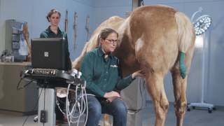 How to Ultrasound the Equine Stifle Joint [upl. by Apgar]