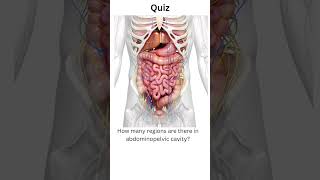 how many regions are there in abdominopelvic cavityanatomyshortsfeed shortsquizquadrants [upl. by Lamonica196]