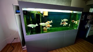 Modern Koi Blog 3088  Ein superklares Koi Aquarium [upl. by Naivad349]