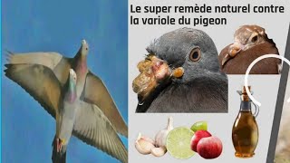 Le super remède naturel contrela variole du pigeon [upl. by Blasius955]