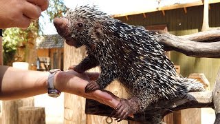 Meet BeBop the PrehensileTailed Porcupine from Wildlife World Zoo [upl. by Atirrehs385]