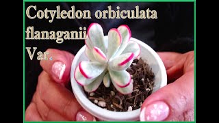 Cotyledon orbiculata flanaganii variegado ❤ [upl. by Whipple]