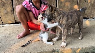 Vietnamese cats  Kittens and puppies play tag [upl. by Lanos]