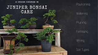 How To Care For Juniper Bonsai  2019  A JUNIPER CRASH COURSE [upl. by Nnahoj239]