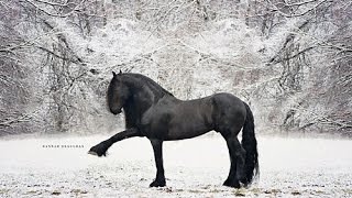 KFPS Approved Friesian Stallion Alert 475 Sport [upl. by Arahd666]