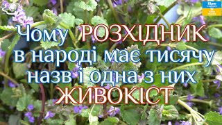 Чому РОЗХІДНИК в народі має тисячу назв і одна з них ЖИВОКІСТ Glechoma hederacea [upl. by Ima]