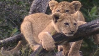 Baby king of the jungle  Amazing Animal Babies Lion Ep 4  Earth Unplugged [upl. by Milak]