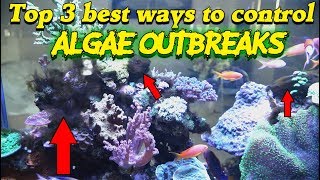 Top 3 ways to control ALGAE OUTBREAKS  Gallery Aquatica TV [upl. by Llevra]