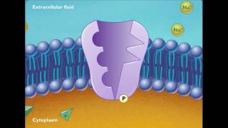 Sodium Potassium ATPase [upl. by Dannon216]