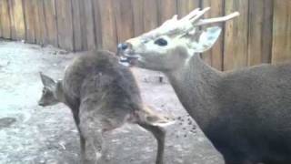 Calamian deer breeding behaviors [upl. by Rea543]