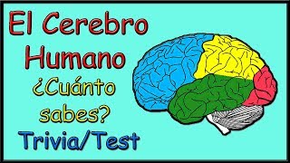 EL CEREBRO HUMANO ¿Cuánto sabes TriviaTest [upl. by Ahtabat]