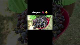 We have grapes 🍇 🤩 [upl. by Lekym]