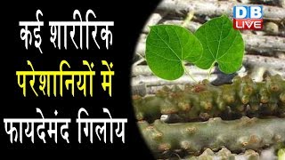 गिलोय के फायदेHealth Benefits of Giloy in HindiHealth benefits of Giloy  HealthLive [upl. by Afirahs]