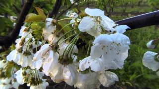 Growing Cherries  a 5 month time lapse [upl. by Kcirrem863]