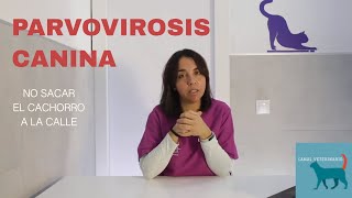 PARVOVIRUS EN PERROS 🐶  Síntomas prevención y tratamiento [upl. by Ronel224]