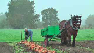 Belgian Draft Horsesbeet harvest with respect for the environmentBerlaarBelgium [upl. by Latrice]