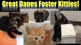 Were fostering Kittens Great Danes know something is up [upl. by Mabelle]