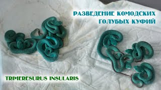 Разведение голубых куфий Trimeresurus insularis [upl. by Deeyn632]