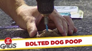 Bolted dog poop [upl. by Tamberg910]