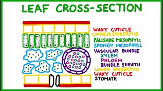 Leaf CrossSection Old version [upl. by Sibeal]