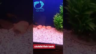 Cichlids fish aquarium [upl. by Retsek]