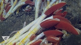 Extreme worms Specialized seafloor polychaetes [upl. by Griseldis]