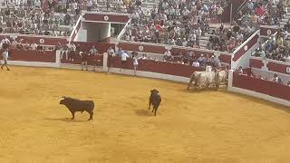 ENCIERRO Y COGIDA EN TORREJON DE ARDOZ 2023 [upl. by Lemay]