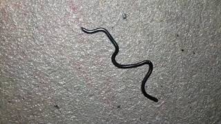 Smallest Snake of India  Brahminy Blind Snake [upl. by Rockel]