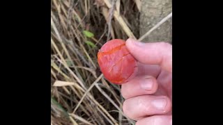 Persimmons before a frost [upl. by Annauj]