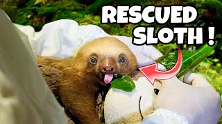 RESCUED BABY SLOTH in COSTA RICA  ABANDONED [upl. by Terrena694]