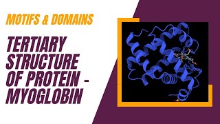 Protein  Motifs and Domain Teritary structure [upl. by Adiaroz56]