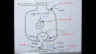 Cholinergic Transmission  Acetylcholine Neurotransmitter  Myasthenia Gravis  Neostigmine  ACh [upl. by Billmyre]