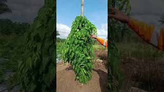 NABOTHS VINEYEARD How to plant yam [upl. by Boyt]