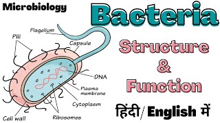 Bacteria  Structure and Function  Microbiology  Hindi [upl. by Herson202]