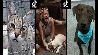 Intimidating Dogs TikTok Compilation [upl. by Llewsor]