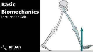 Biomechanics Lecture 11 Gait [upl. by Carley]