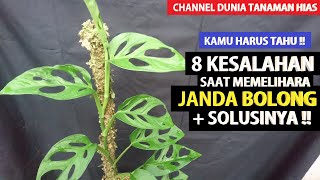 TANAMAN HIAS UNTUK RUANGAN  JANDA BOLONG  MONSTERA DELICIOSA [upl. by Werdma133]