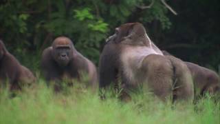 Silverback Western gorilla posture displaying at members of another gorilla group Congo [upl. by Artined155]